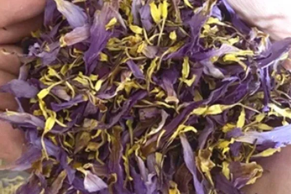 Organic Blue Lotus Petals with Stamens, Blue lotus Tea