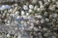 Dried Jasmine Flowers