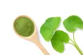 Organic Gotu Kola Extract Powder. Centella Asiatica Powder.