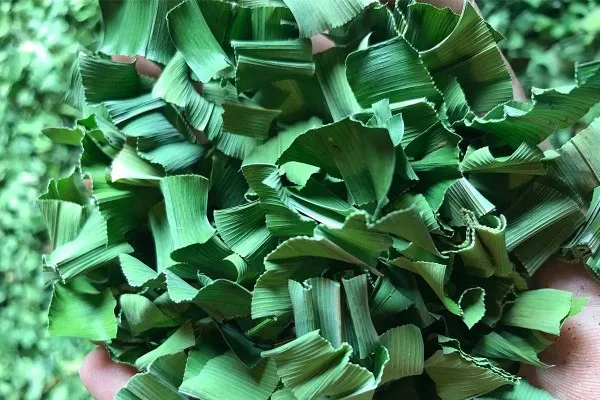Dried Pandan Leaves,  Quality Grade from Thailand