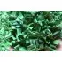 Dried Pandan Leaves,  Quality Grade from Thailand
