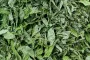 Premium Grade Dried Stevia - 500 g