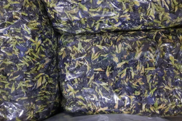 Dried Butterfly Pea Flowers