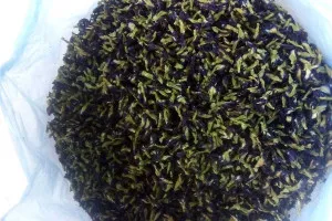 Dried Butterfly Pea Flowers from Thailand