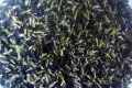 Dried Butterfly Pea Flowers from Thailand