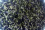 100% Organic Butterfly Pea - 500 g x 2 bags