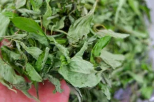 Premium Grade Dried Stevia Leaves