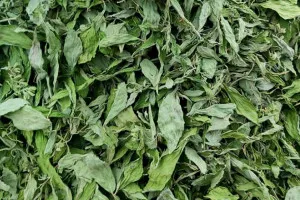 Premium Grade Dried Stevia Leaves